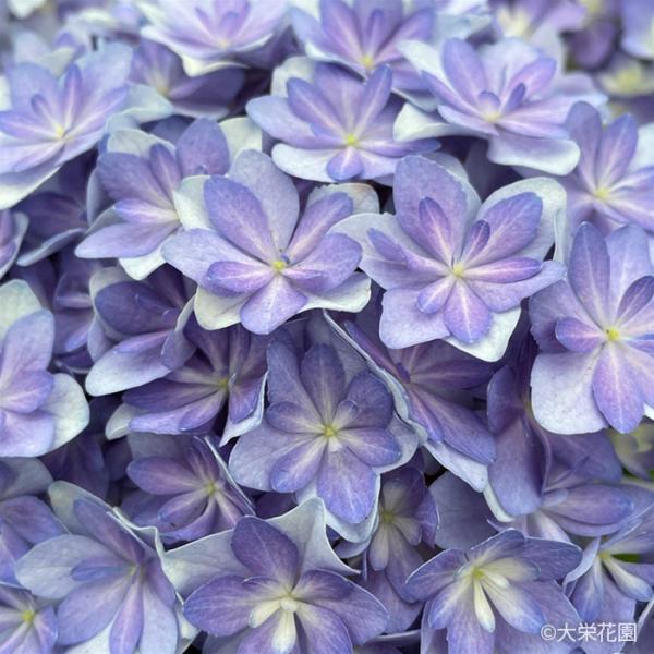flower-net_z250529107