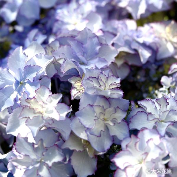flower-net_z250529108