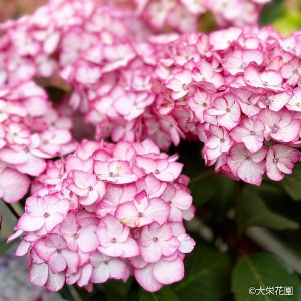 プレミアムハイドランジア ママン 種苗登録出願準備中のNewな紫陽花 来季用 プレミアムハイドランジア ママン 種苗登録出願準備中のNewな紫陽花