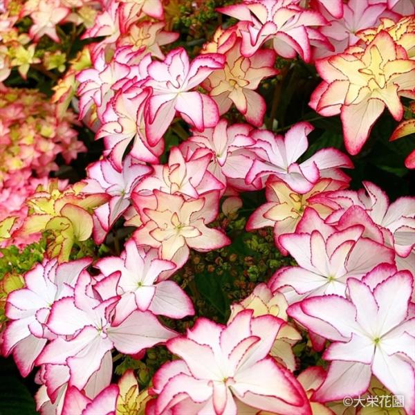 アジサイ レイ ピンク 7.5cmポット 大栄花園 ハイドランジア 苗 花苗