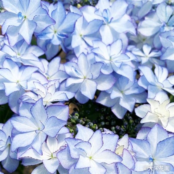 予約販売 アジサイ レイ ブルー 7.5cmポット 大栄花園 ハイドランジア