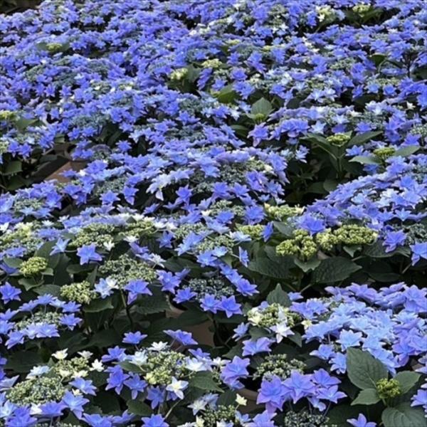 週末特価！6鉢価格！紫陽花　アジサイ　苗　苗木　空海　雨のち星　妖精の羽音 週末特価！6鉢価格！紫陽花 アジサイ 苗 苗木 空海 雨のち星 妖精の羽音