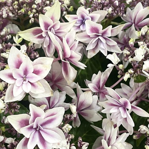 【特徴】『佐賀県あじさい研究会』の開発のオリジナルあじさい。丈夫と可愛さを兼ね備えた特別なあじさいです。【置き場所】日陰のイメージがありますが、日当たりの良い場所の方が花付きが良くなります。夏の強い西日は嫌うため、それを避けられる環境が最適...