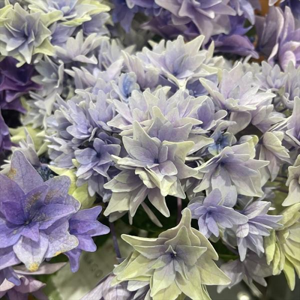 flower-net_z250530013