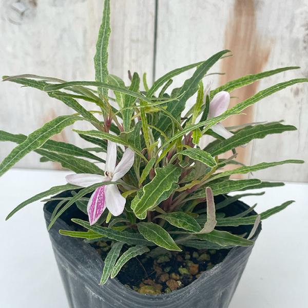 クリオネフラワー 9cmポット 熱帯植物 苗木 花木
