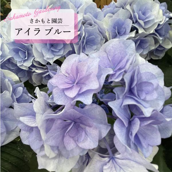 予約販売 アジサイ アイラ ブルー 9cm〜10.5cmポット 登録申請中