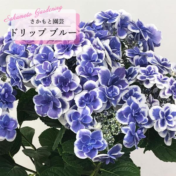 ☆サカモト園芸☆ハイドランジア☆ケイコ☆6号鉢☆レア品種☆超お勧め 予約販売 アジサイ ドリップ ブルー 9cm〜10.5cmポット 登録品種