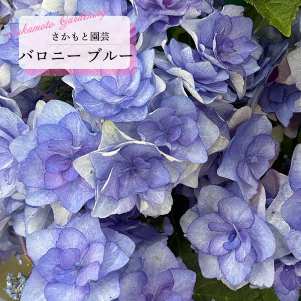 flower-net_z250603108