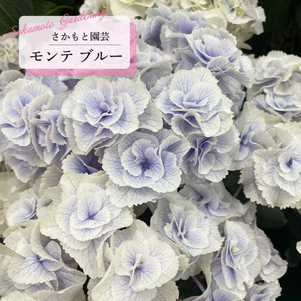 予約販売 アジサイ モンテ ブルー 9cm〜10.5cmポット 登録申請中