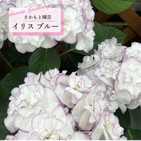 予約販売 アジサイ イリス ブルー 9cm〜10.5cmポット 登録申請中 さかもと園芸 ハイドランジア 苗 花苗 苗木 あじさい 紫陽花 smt 10月下旬以降発送
