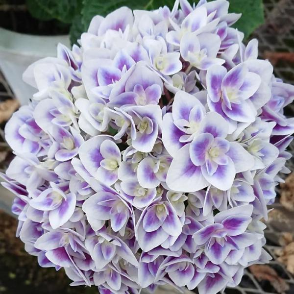 ぷうあさま専用（原画）月と紫陽花 ほか　9点おまとめ 紫陽花は梅雨時の花 雨がよく似合う 開花時期は6月から7月