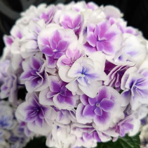 紫陽花⭐️風姿花伝２鉢⭐️ちづる1鉢 flower-net_z250604003