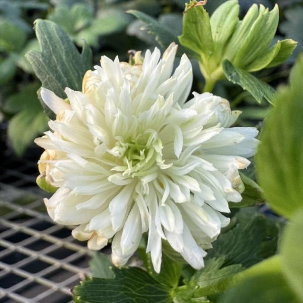 flower-net_z250609001