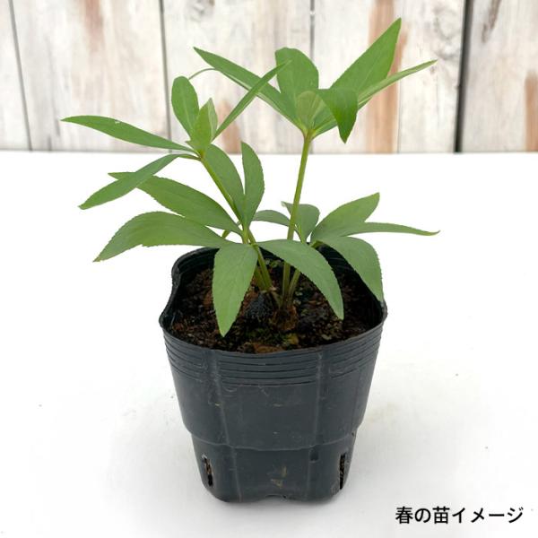 【商品説明】杉山交配クリスマスローズ9cmポットになります。※実生苗の為、画像と花色、花型が異なることもあります。  ※年内発送分は地部（葉）が出ていない場合がございます。通常葉芽が出てくるのは年明けになります。【日当たり】半日陰を好みます...