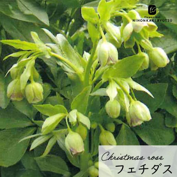 予約販売 クリスマスローズ苗 原種 フェチダス 杉光園芸 杉山交配 9cm