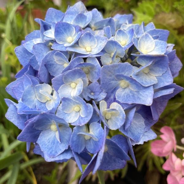 予約販売 アジサイライディーン 10.5cmポット 雷電 ハイドランジア 苗