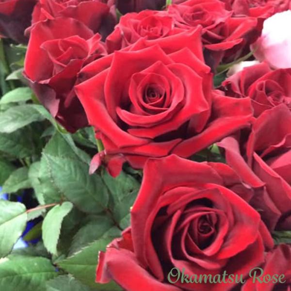予約販売 バラ苗 バラ大苗 激愛 契約品種 薔薇 ばら 送料無料 国産苗