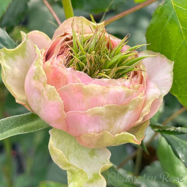 flower-net_z250612015