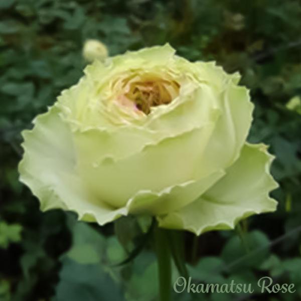 まもなく締め切り】 予約販売 バラ苗 バラ大苗 ひだまり 契約品種 薔薇