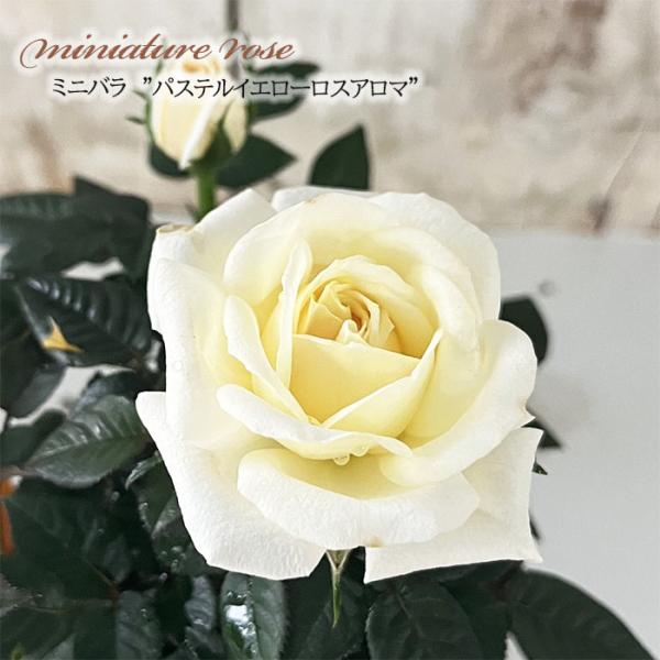 日本花キ流通 【まもなく締め切り】 予約販売 ミニバラ パステル