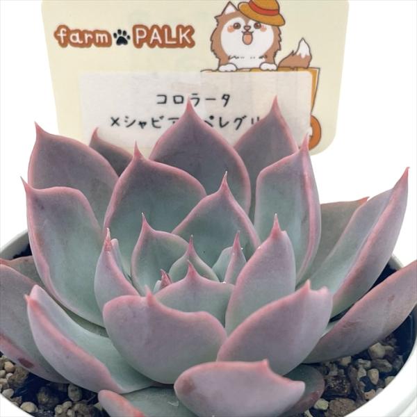 flower-net_z250617001