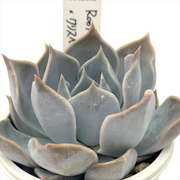 多肉植物 O'sエケベリア Roof×クリスペイトビューティー O's PLANTS