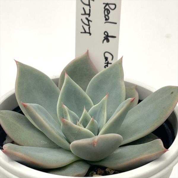 多肉植物 O'sエケベリア sp Real de Catorce×ケオケオ O's PLANTS