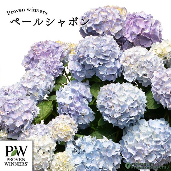 日本花キ流通 アジサイ サマーメドレー ペールシャボン 11cmポット