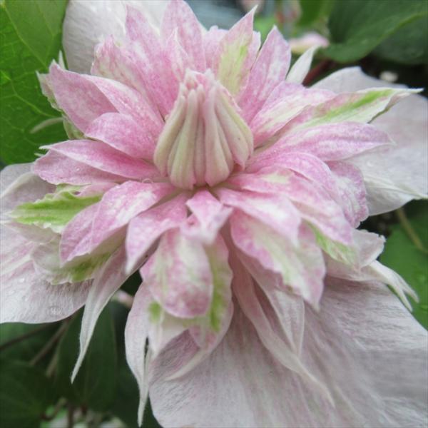 日本花キ流通 予約販売 クレマチス 苗 咲良の妖精 大内園芸オリジナル