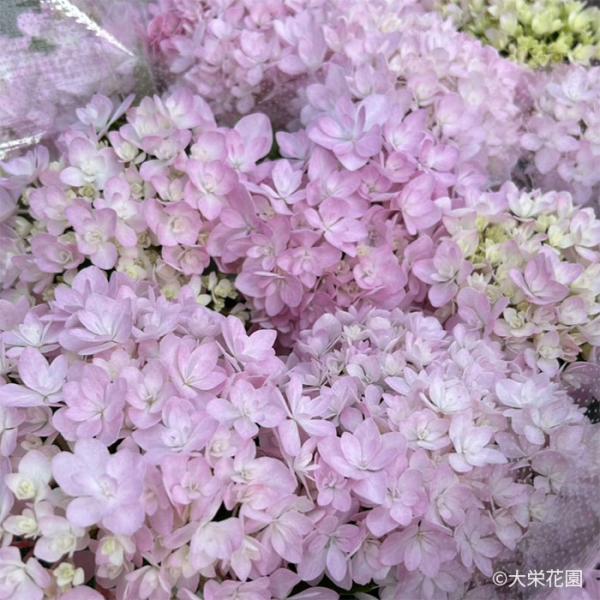 予約販売 アジサイ さくらのころ 7.5cmポット 大栄花園 ハイドランジア