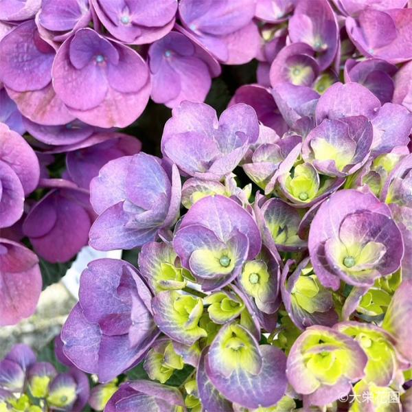 予約販売 アジサイ スピリット パープル 7.5cmポット 大栄花園