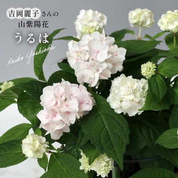 予約販売 吉岡麗子さんの山アジサイ うるは 登録品種 9cmポット ぽじさい 苗 花苗 苗木 山あじさい ヤマアジサイ 山紫陽花 yos 10月下旬以降発送