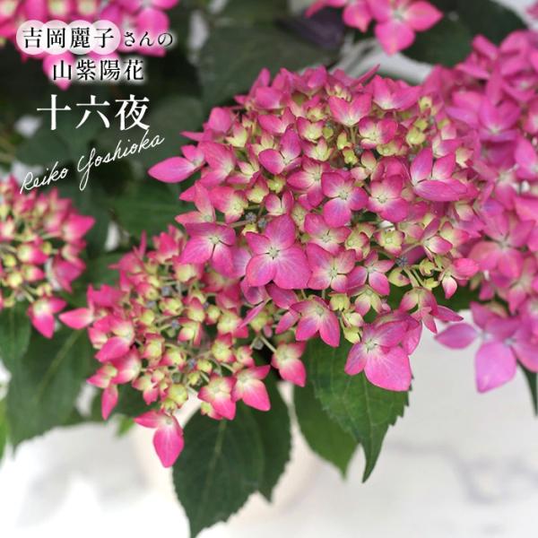 予約販売 吉岡麗子さんの山アジサイ 十六夜 いざよい 9cmポット 品種