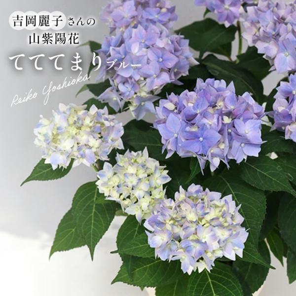 予約販売 吉岡麗子さんの山アジサイ てててまり ブルー 品種登録出願中