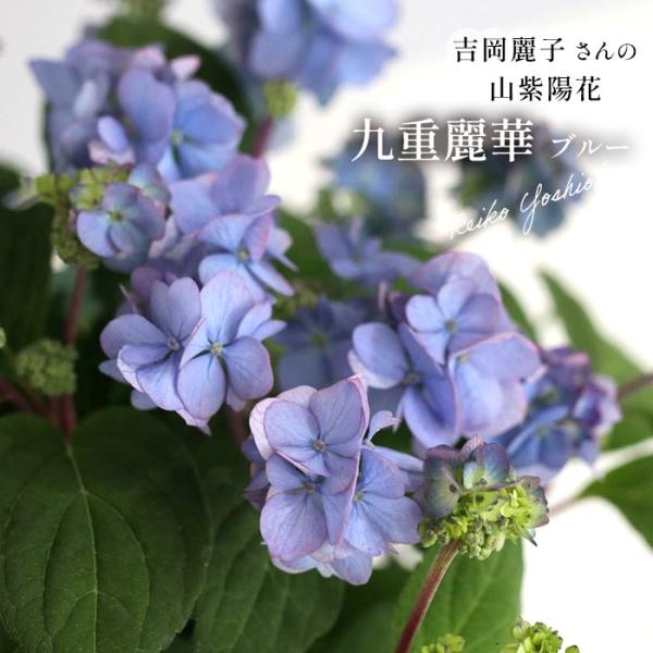予約販売 吉岡麗子さんの山アジサイ 九重麗華 ブルー 9cmポット ぽじ