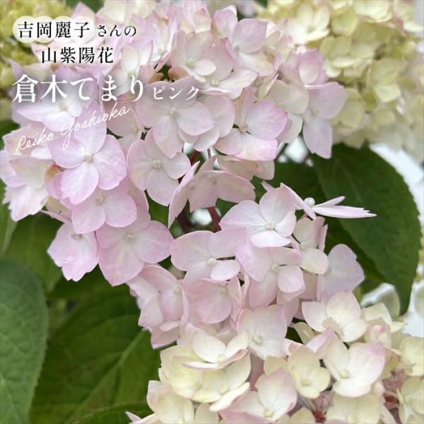 予約販売 吉岡麗子さんの山アジサイ 倉木てまり ピンク 9cmポット ぽじ