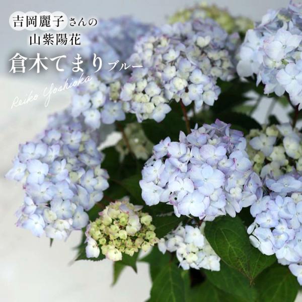 予約販売 吉岡麗子さんの山アジサイ 倉木てまり ブルー 9cmポット ぽじ