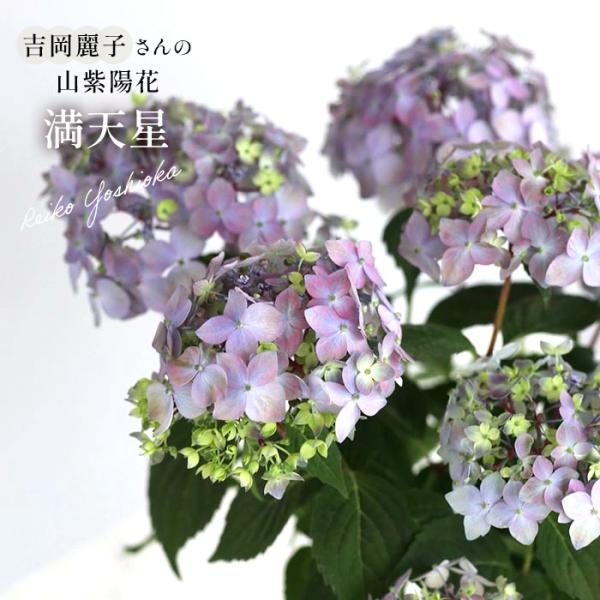 flower-net_z250628013