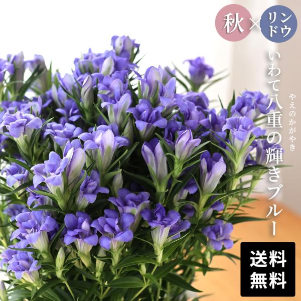 flower-net_z250630003