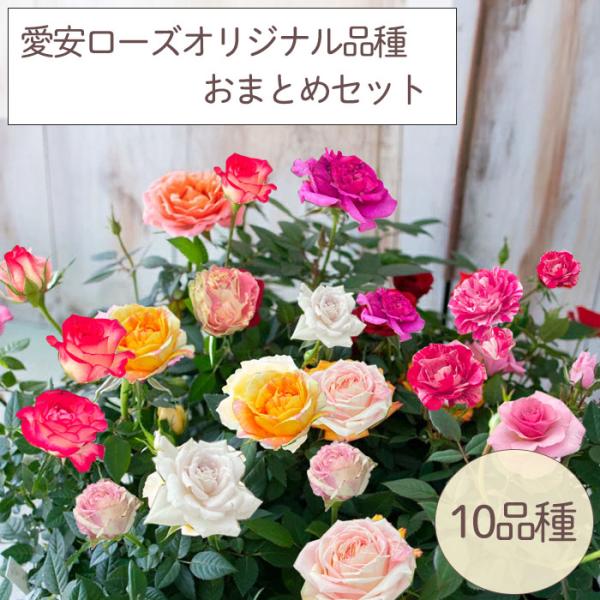 flower-net_z250706001