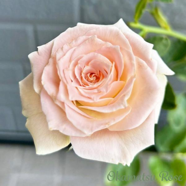 まもなく締め切り】 予約販売 バラ苗 バラ大苗 正 契約品種 薔薇 ばら