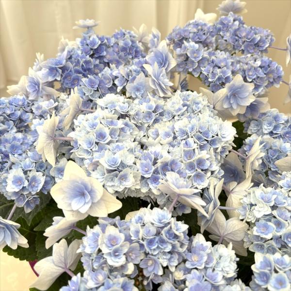 日本花キ流通 アジサイ 弥呼明り ブルー 10.5cmポット ミコアカリ