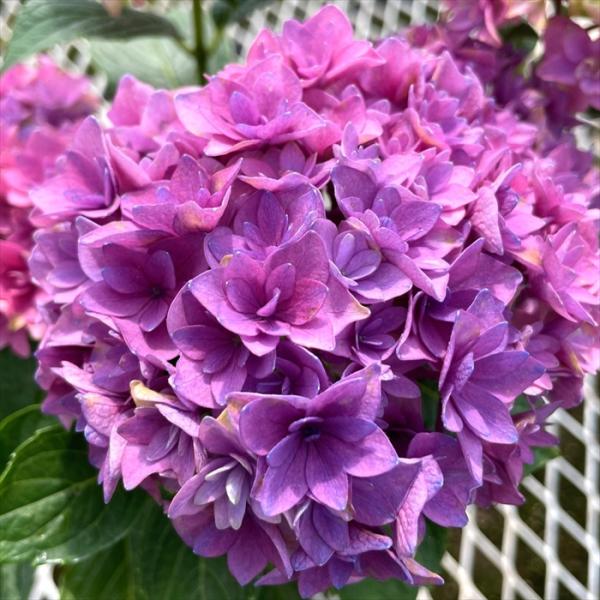 flower-net_z250716106