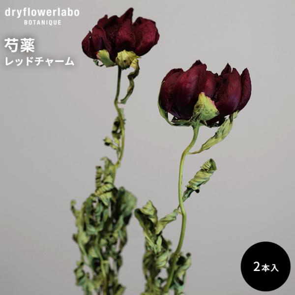 ❇️シャクヤク❣️2種類 ドライフラワー⭐️ 日本花キ流通 ドライフラワー 芍薬 シャクヤク レッドチャーム 2本入り