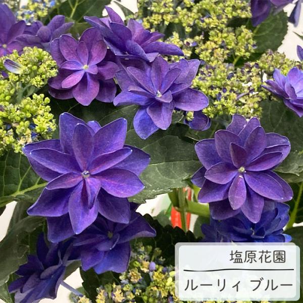 日本花キ流通 予約販売 アジサイ ルーリィ ブルー 12cmポット 送料無料