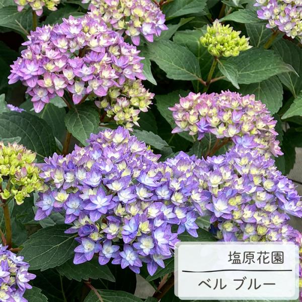 日本花キ流通 予約販売 アジサイ ベル ブルー 10.5cmポット 送料無料