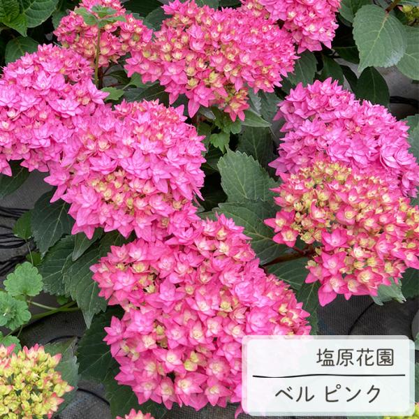 flower-net_z250722107