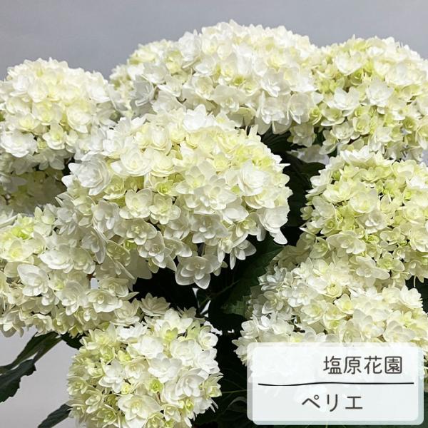 flower-net_z250722108
