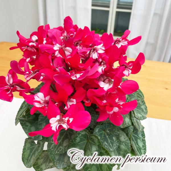 冬のインテリアにピッタリの美しい鉢花です。傘を差したように開花する花弁が特徴的で、蕾がどんどん上がってくるため長期間花を楽しむことが出来るのも魅力。ホルモン剤不使用なので長い期間楽しむことが出来ます。専用のギフトバッグ付きなので、お誕生日や...