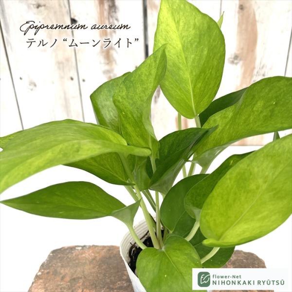 観葉植物 ポトス テルノ No.024 ムーンライト 8cmポット 小型 小さい